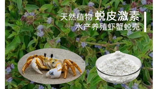 蜕皮激素 天然植物蜕皮激素 水产养殖虾蟹蜕壳