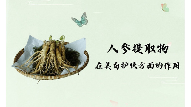 人参提取物在美白护肤方面的作用 人参提取物在美白护肤方面的作用