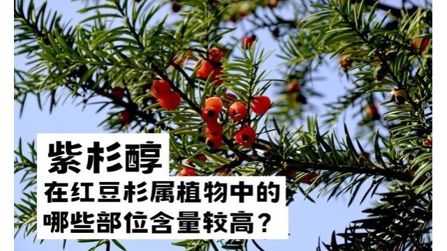 紫杉醇在红豆杉属植物中的哪些部位含量较高？