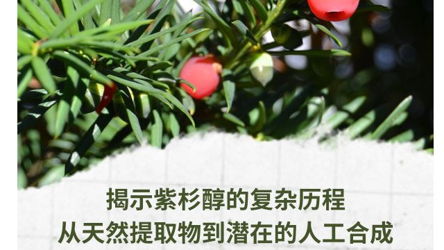 揭示紫杉醇的复杂历程：从天然提取物到潜在的人工合成