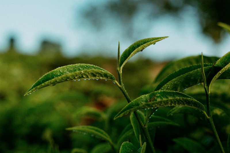 茶叶提取物有哪些功能？