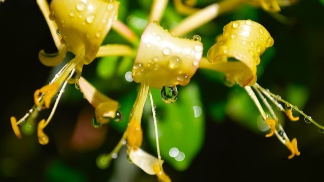 金银花提取物，忍冬提取物，金银花