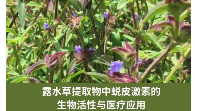 露水草提取物中蜕皮激素的生物活性与医疗应用