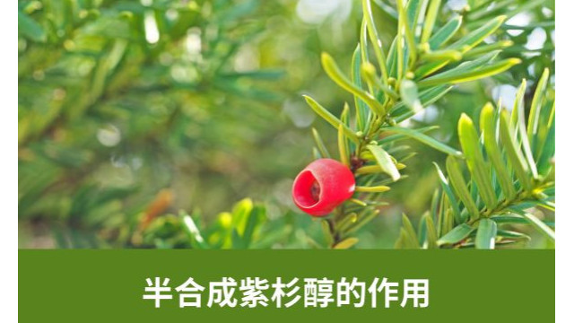半合成紫杉醇的作用 半合成紫杉醇的作用
