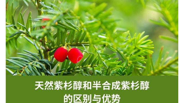 天然紫杉醇和半合成紫杉醇的区别与优势 天然紫杉醇和半合成紫杉醇的区别与优势
