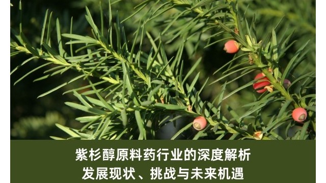 紫杉醇原料药行业的深度解析：发展现状、挑战与未来机遇