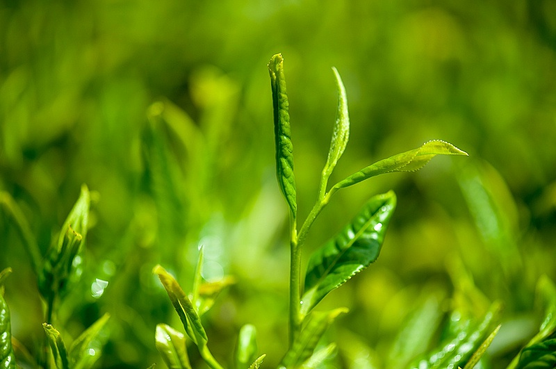 茶叶提取物作用有哪些？