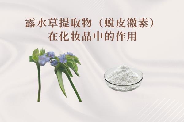 露水草提取物(蜕皮激素)在化妆品中的作用 露水草提取物(蜕皮激素)在化妆品中的作用