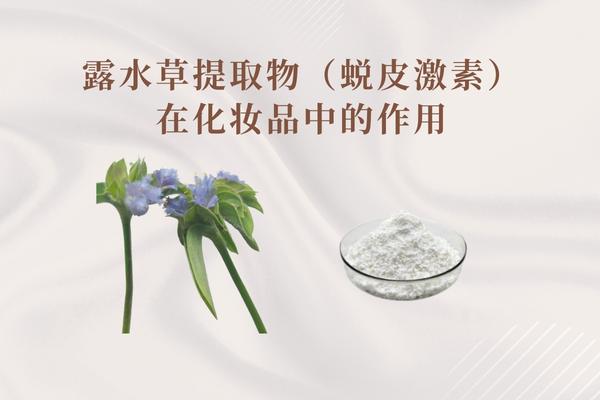 露水草提取物（蜕皮激素）在化妆品中的作用