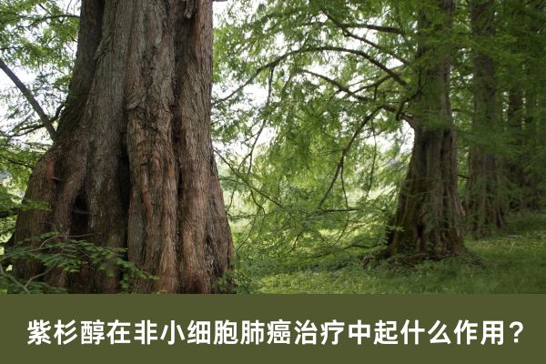紫杉醇在非小细胞肺癌治疗中起什么作用? 紫杉醇在非小细胞肺癌治疗中起什么作用?