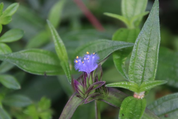 露水草提取物 蜕皮激素 在医药中的应用