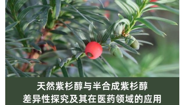 天然紫杉醇与半合成紫杉醇：差异性探究及其在医药领域的应用