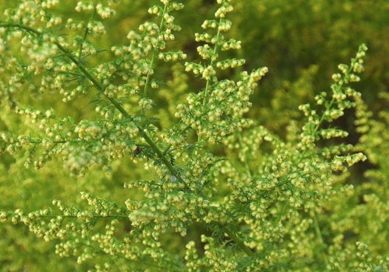 青蒿素是什么植物提取的？