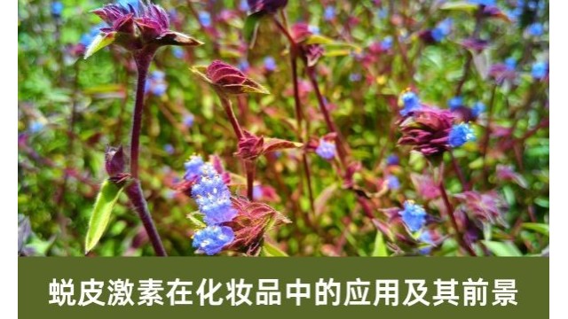蜕皮激素在化妆品中的应用及其前景 蜕皮激素在化妆品中的应用及其前景