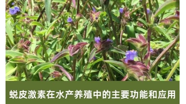 蜕皮激素在水产养殖中的主要功能和应用