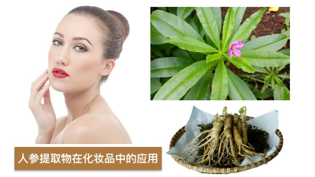 人参提取物在化妆品中的应用 人参提取物在化妆品中的应用