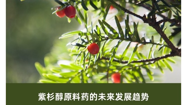 紫杉醇原料药的未来发展趋势