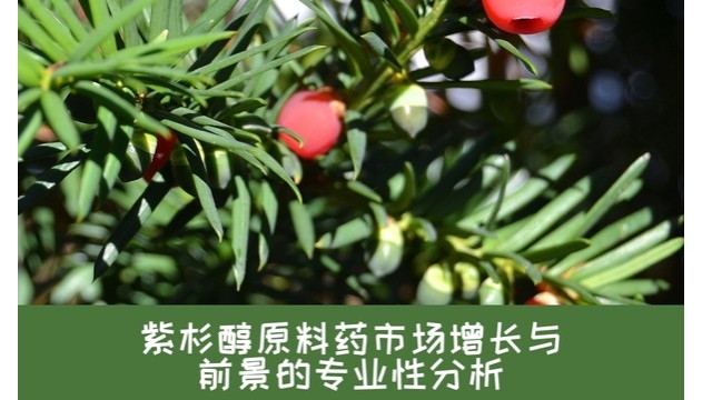 紫杉醇原料药市场增长与前景的专业性分析 紫杉醇原料药市场增长与前景的专业性分析