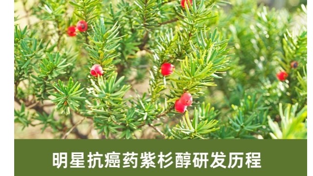 明星抗癌药紫杉醇研发历程 明星抗癌药紫杉醇研发历程