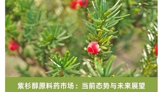紫杉醇原料药市场：当前态势与未来展望