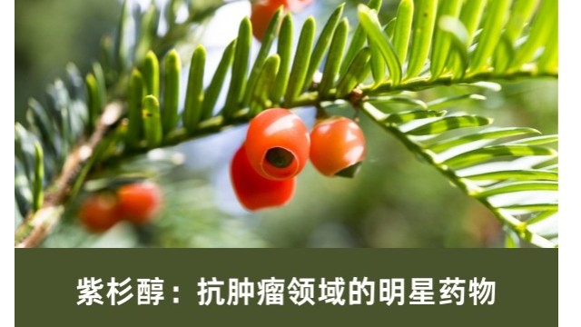 紫杉醇:抗肿瘤领域的明星药物 紫杉醇:抗肿瘤领域的明星药物