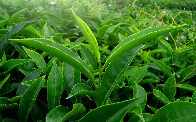 茶叶提取物