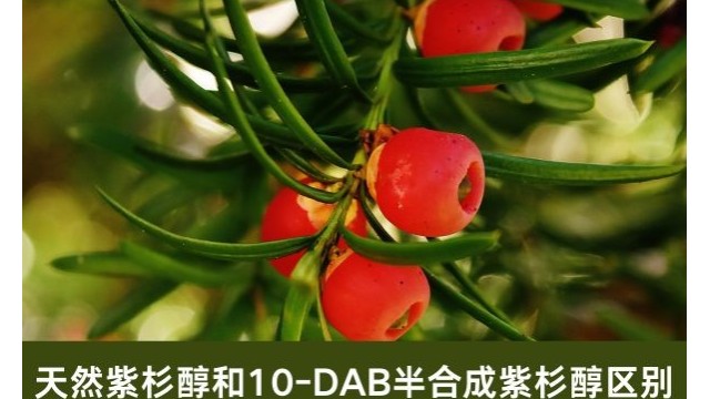 天然紫杉醇和10-DAB半合成紫杉醇区别