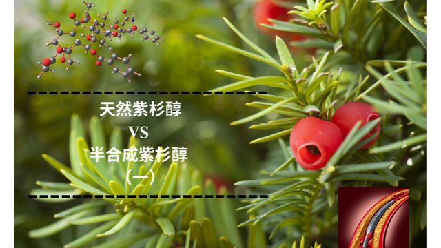 天然紫杉醇 VS 半合成紫杉醇(一) 天然紫杉醇 VS 半合成紫杉醇(一)